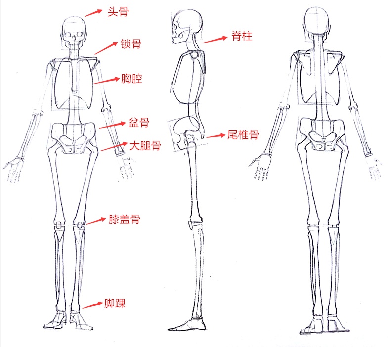 绘画入门第四弹简单粗暴地带你认识人体骨骼和肌肉