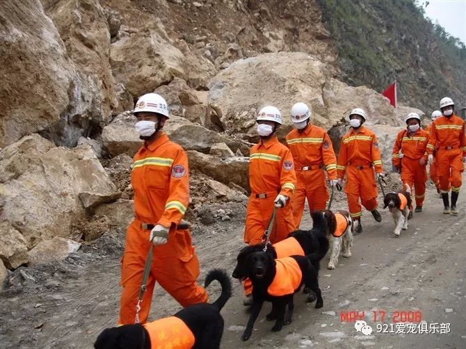 他们就是消防犬搜救犬!