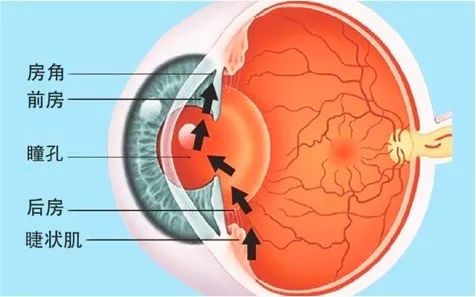 眼压需要维持一定的水平,就要依靠眼球内的房水循环保持平衡.