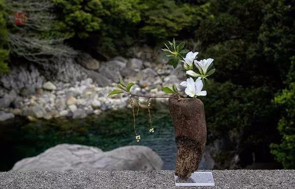 枯木生花