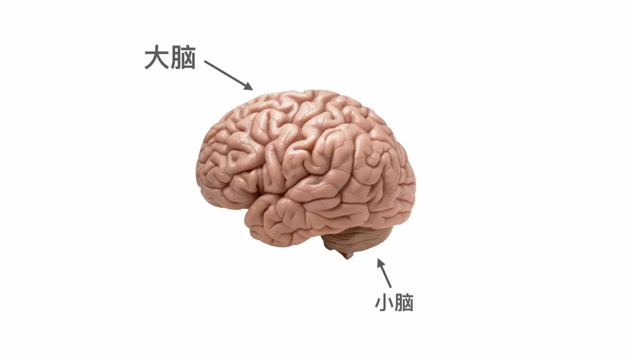 这是一个普通的人脑,分为大脑和小脑.