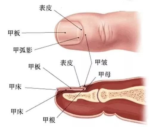 人口中的唾液每天要吞多少次_中二病也要谈恋爱(2)