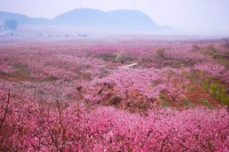 桃花灼灼,枝叶蓁蓁 平谷桃花海 谁的相思.