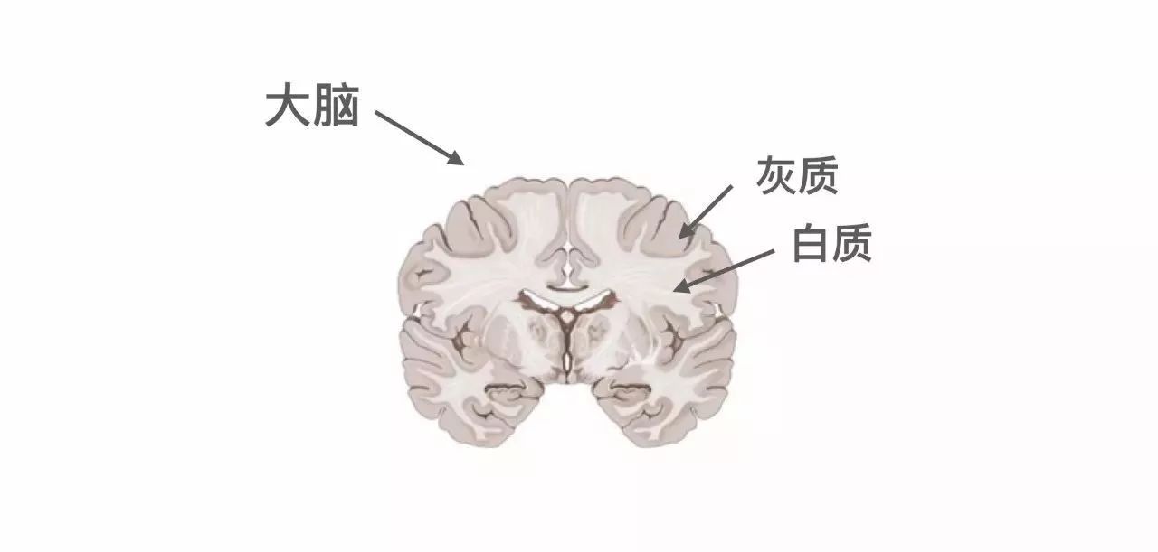 01 脑网络与认知 在大脑中位置靠外且颜色较深的部分叫做灰质,主要由