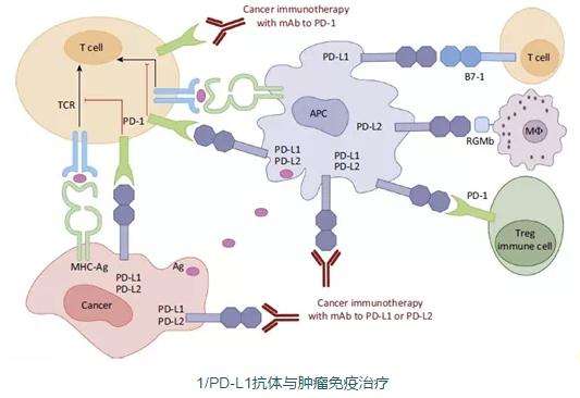 pd1/pd-l1已上市癌症免疫药物总盘点