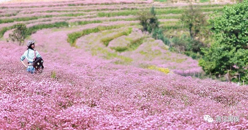 (春天满天星花海菩提守望/摄)