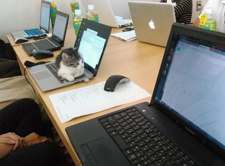 如今,共有九只猫生活在ferray的办公室里,ta们对员工起到了巨大的影响
