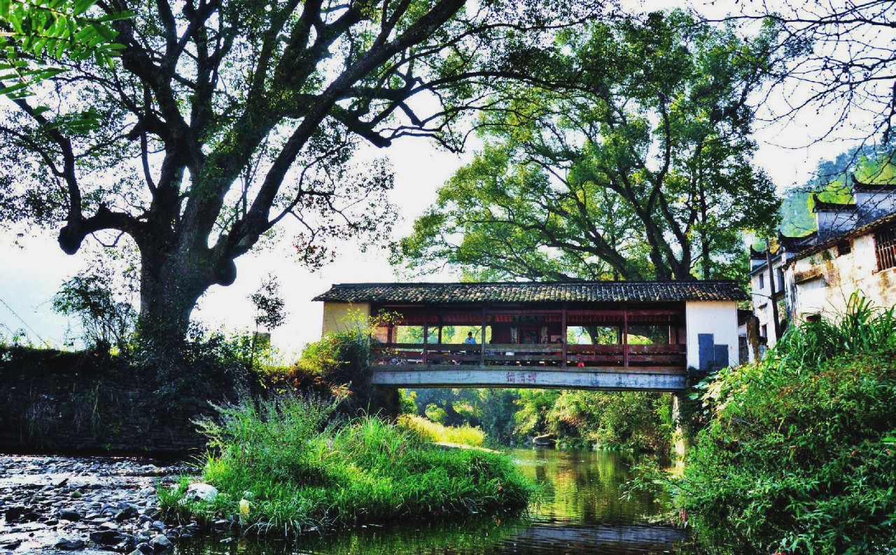 婺源县古坦乡菊径村 除了这棵古老的樟树,村周围的秋收景象也为虹关抹