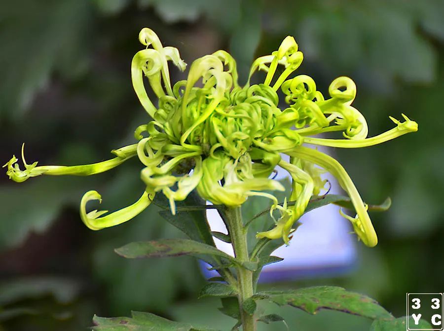 济南趵突泉第38届菊花展2 品种菊(上)