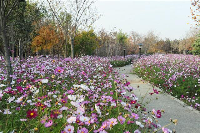 郑州绿博园：波斯菊盛开醉游人