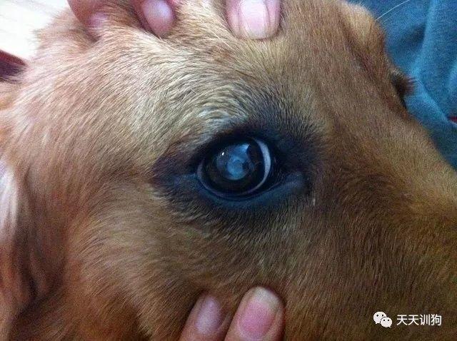 白内障是发生在狗狗眼球晶状体的疾病,是狗狗眼睛常见病里的一个比较