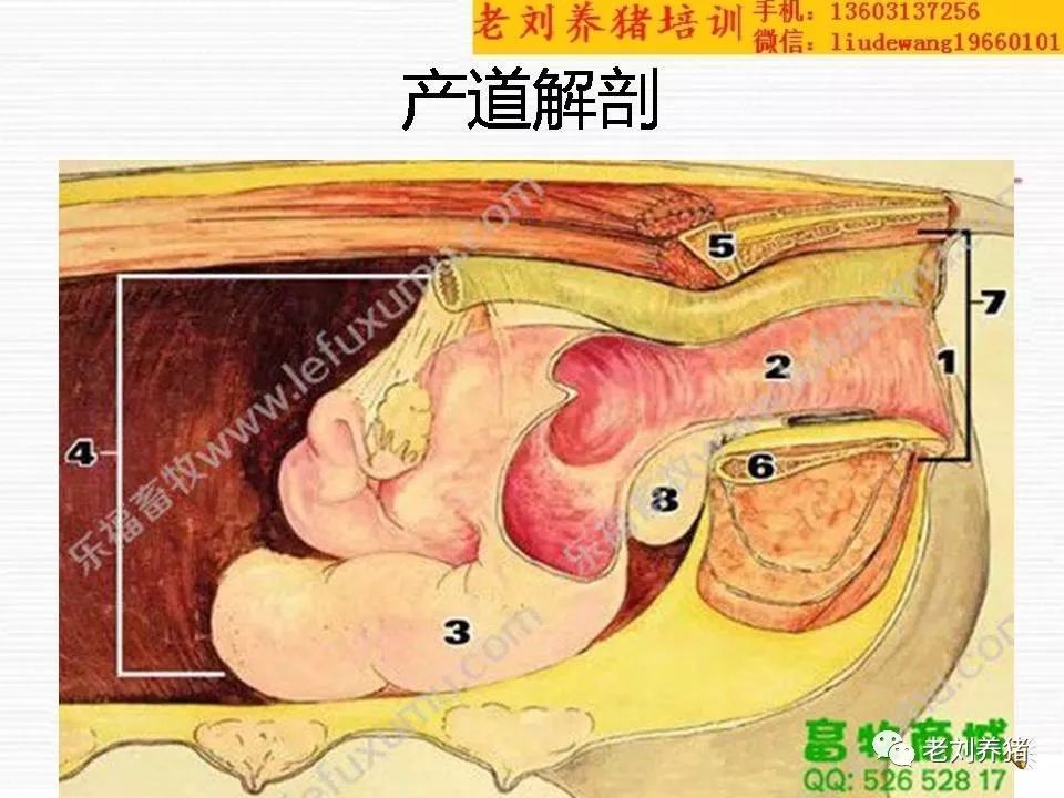 老刘养猪培训 解剖——母猪难产