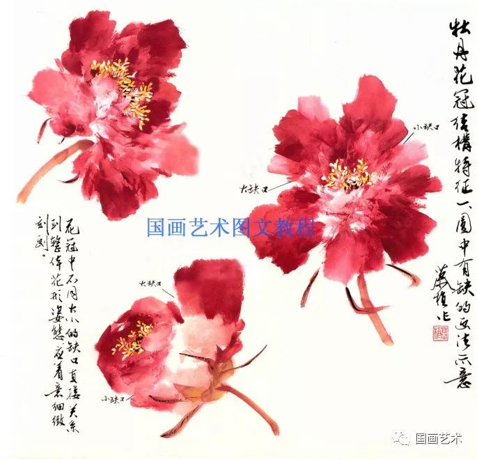 牡丹花头画不好请先掌握牡丹花冠的结构特征