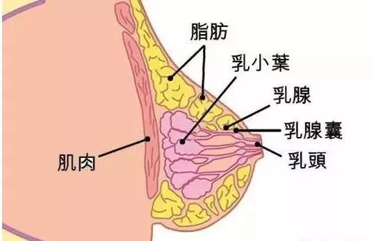 发病率患病率和人口统计学(3)