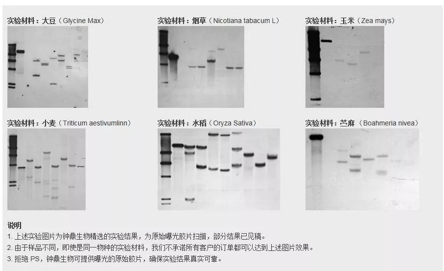 钟鼎生物部分实验结果图 钟鼎生物自建立 southern blot 杂交服务