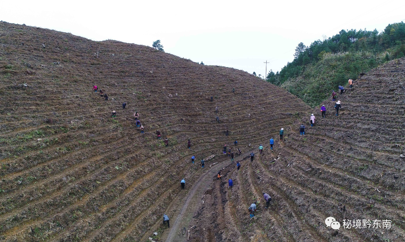 景谷茶农人口_湖景谷