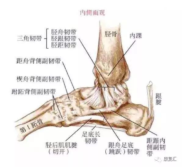 踝关节韧带损伤的原因主要有踝关节突然极速旋转,内翻或者外翻等.
