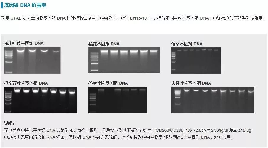 southern blot 中注意这些让你跑出更好胶片