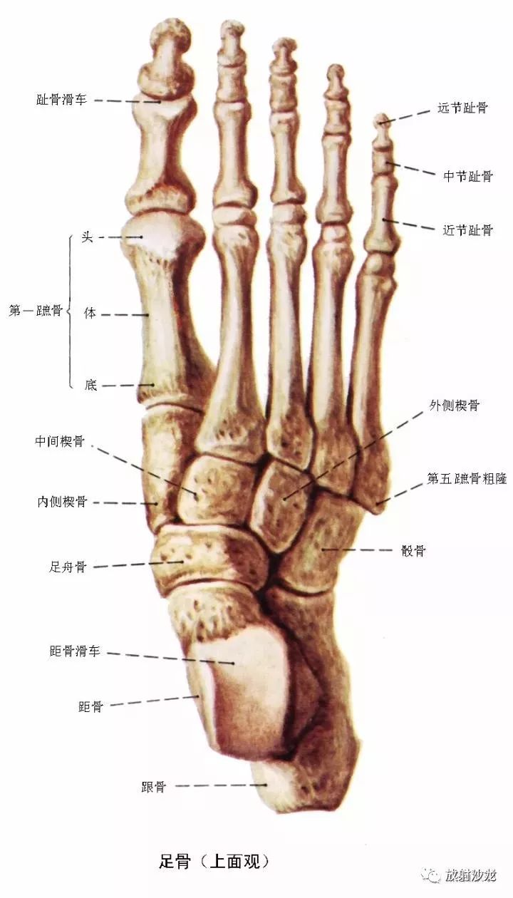 来源:熊猫放射 踝及足部 系统解剖图 1 拇长屈肌,2 胫骨后肌,3 腓