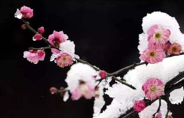 今日小雪,祝福送上!越快打开越好!