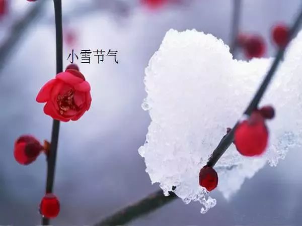 精美场景 | 今日小雪,祝您吉祥安康!(美丽的雪景)