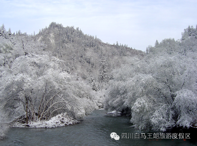 来自初冬的问候丨绵阳这些地方下雪了!实景图美到爆,快来雪地上狂欢