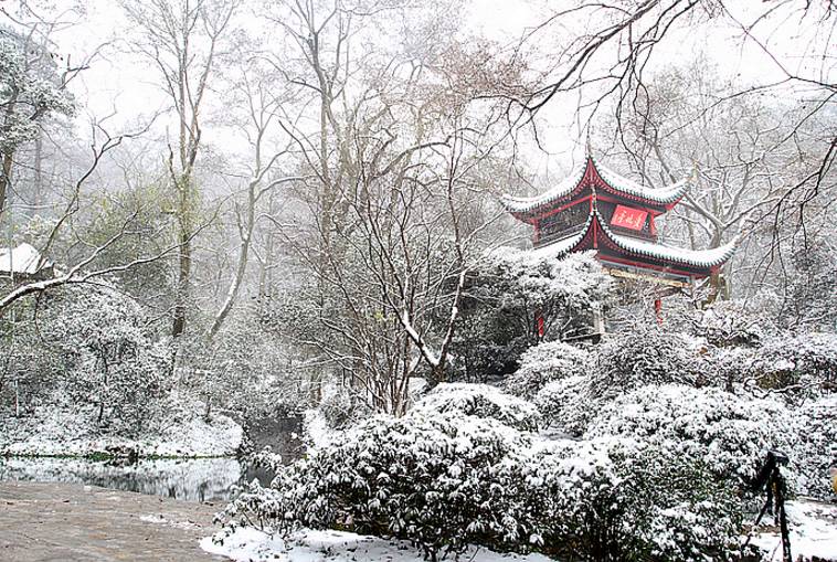 而长沙的下雪天,一定是最美的人间 : 橘子洲上的毛嗲嗲被染白了头发