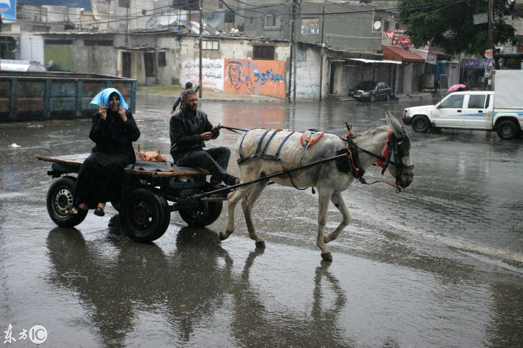 巴勒斯坦街头一市民正在驾着自己的驴车回家,当时正在下大雨.