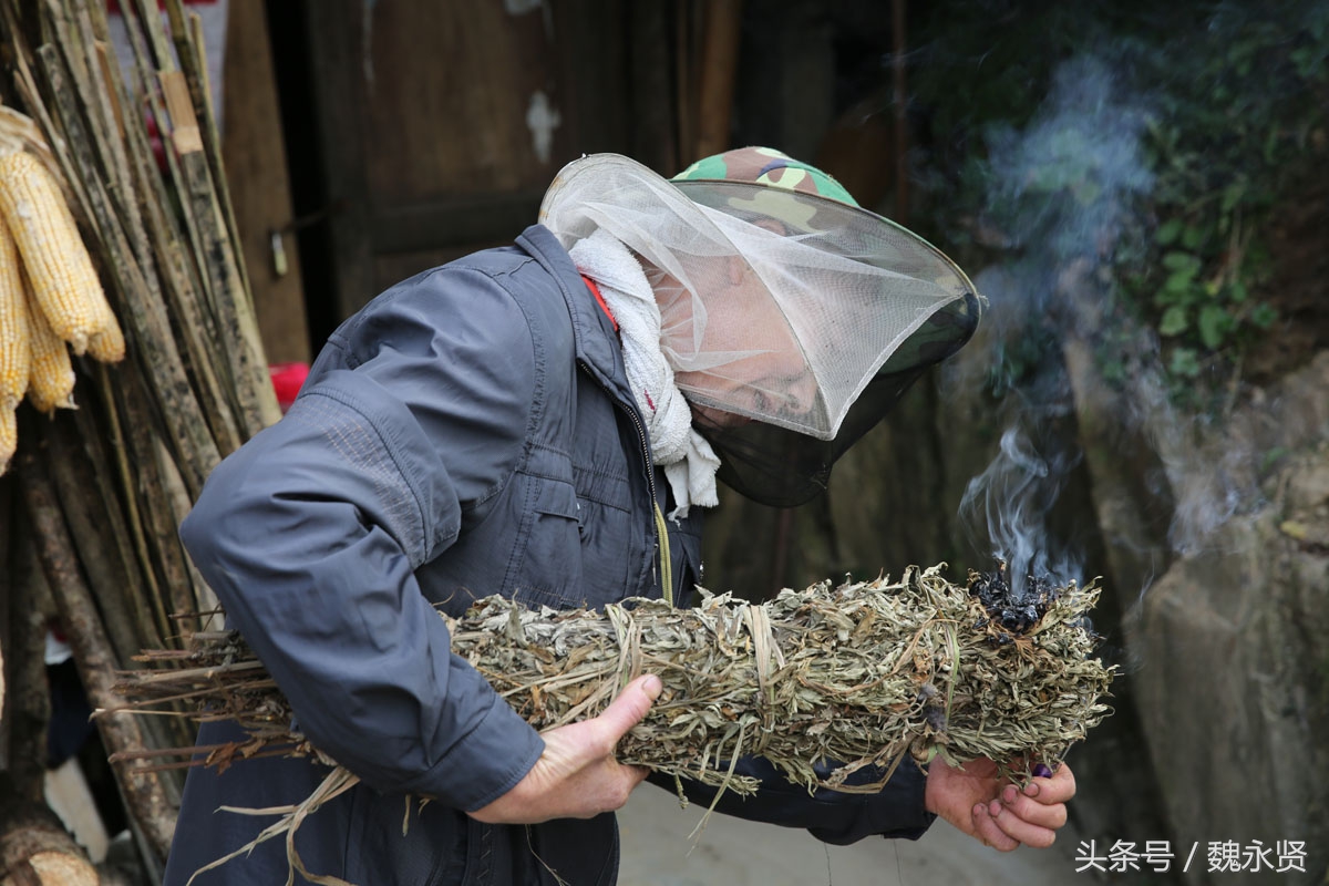 老农烧一把艾草取土蜂蜜 揭开蜂箱叹今年蜂蜜太少