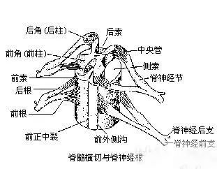 背外侧沟:沟纹较浅,左右各一,为脊神经背根传入脊髓处.