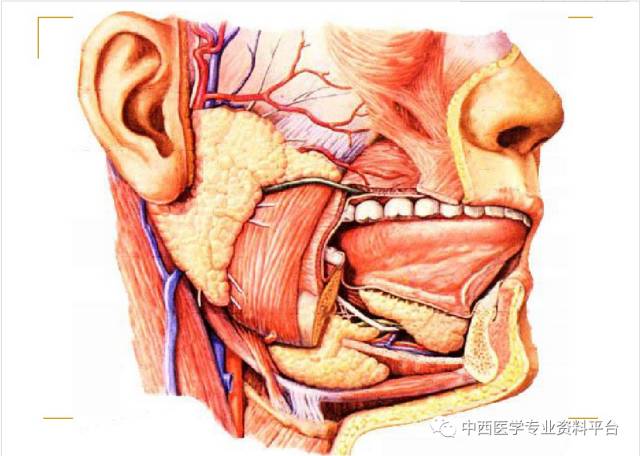 【整外干货】头面部解剖