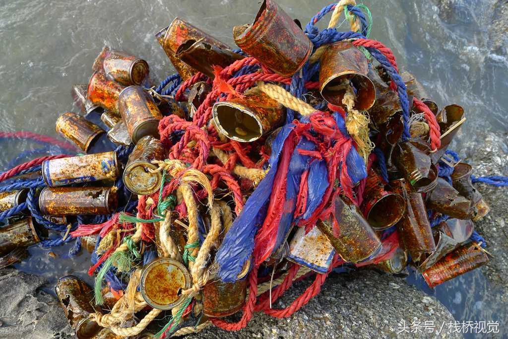 钓八带方法真神奇!空易拉罐海螺壳用绳串起来扔海里章鱼束手就擒