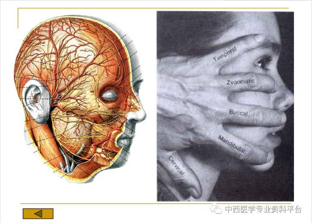 【整外干货】头面部解剖