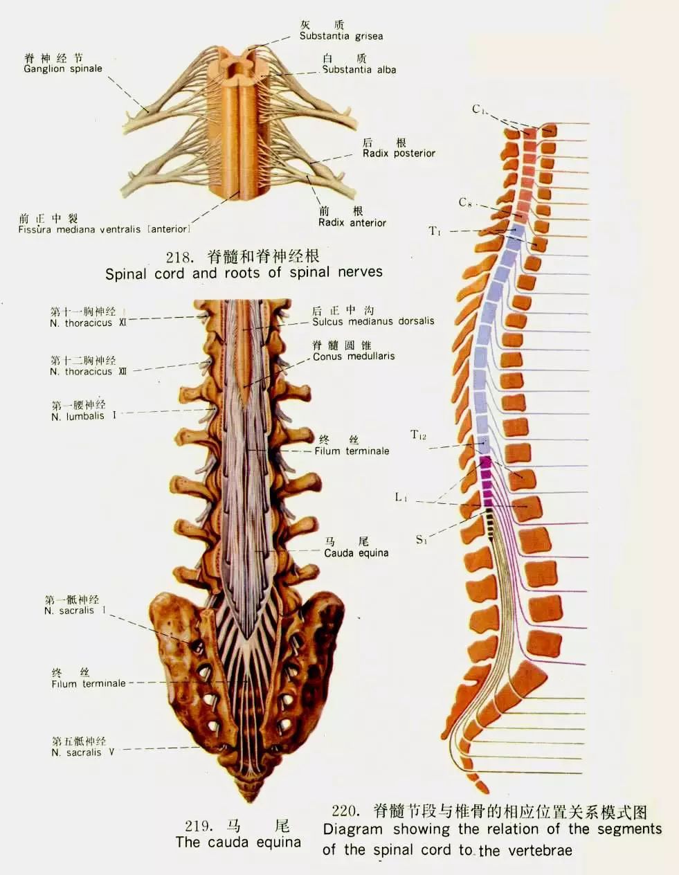 专业分享 | 关于脊髓的所有解剖学知识都在这了,快收藏起来!