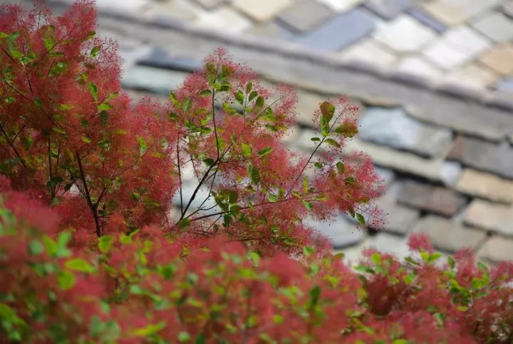 坡峰红叶飘落尽 待到黄栌花开时