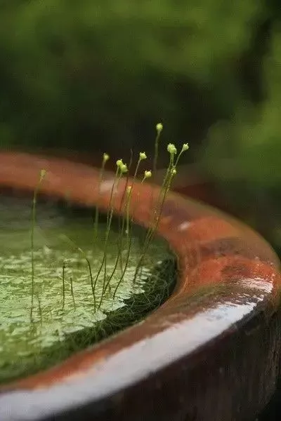 植物掠影,禅意中国!