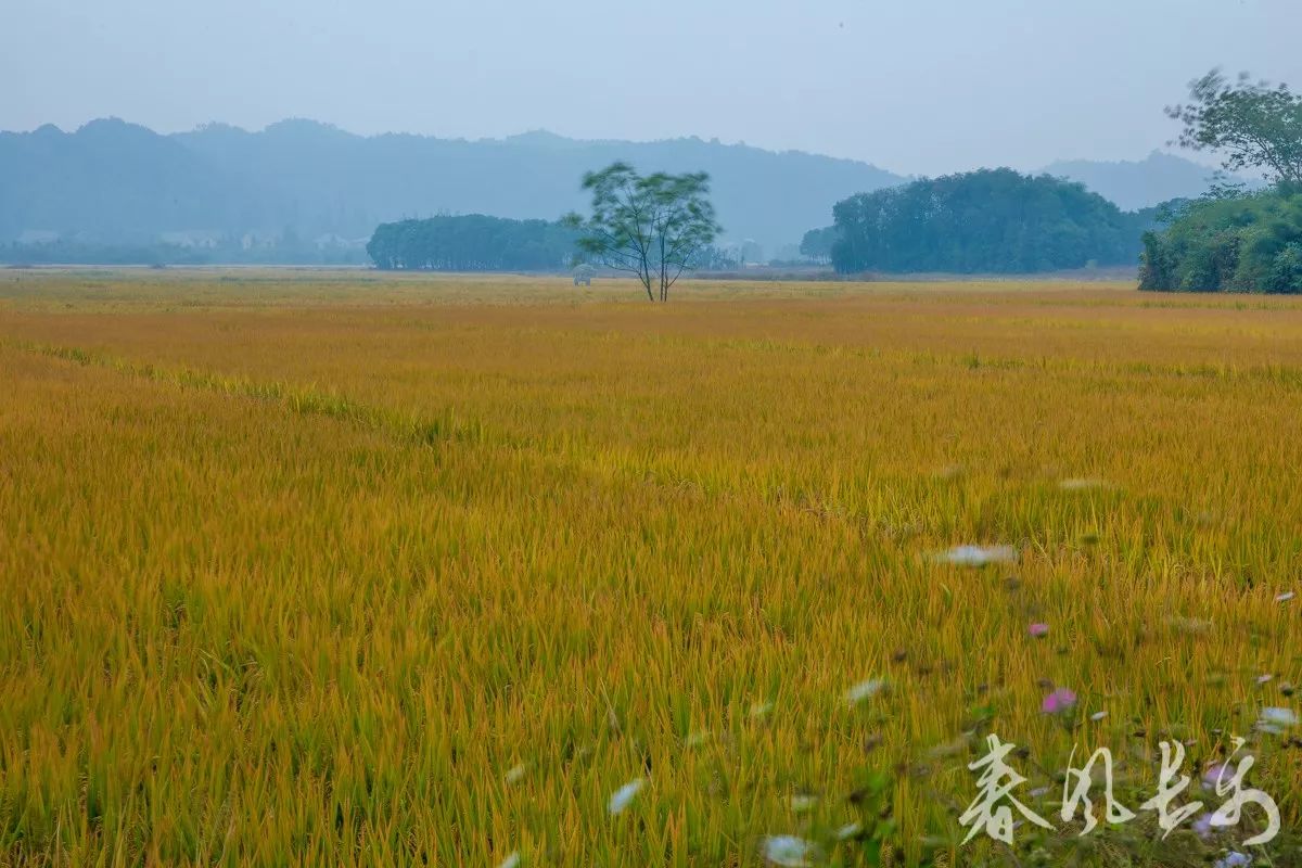 旅游 正文 春耕夏耘,秋收冬藏,四者不失时.