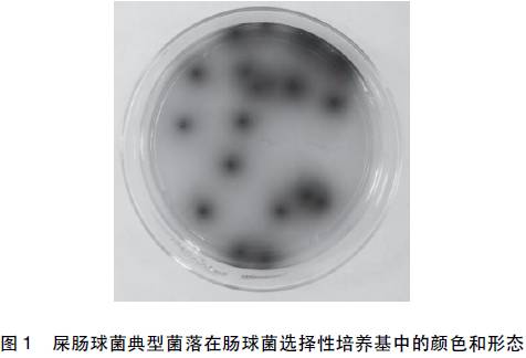 市售4种屎肠球菌饲料添加剂的质量分析