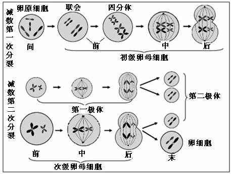 教育 正文 一对同源染色体= 一个四分体=2条染色体=4条染色单体=4个