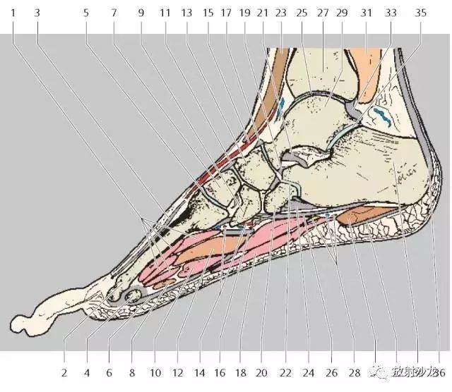 解剖踝关节系统解剖图冠矢轴mri