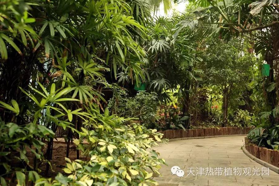 办理须知⊙此卡仅限本人游览天津热带植物园使用,可携带一名1.
