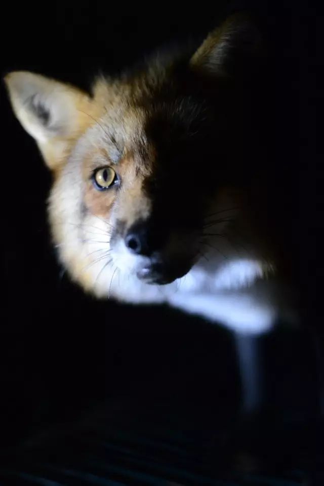 一只黄狐狸的肖像