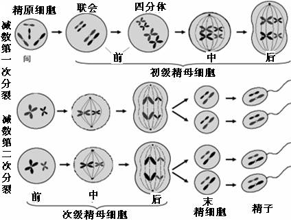 高中生物【减数分裂】知识点梳理,附经典例题解析,超