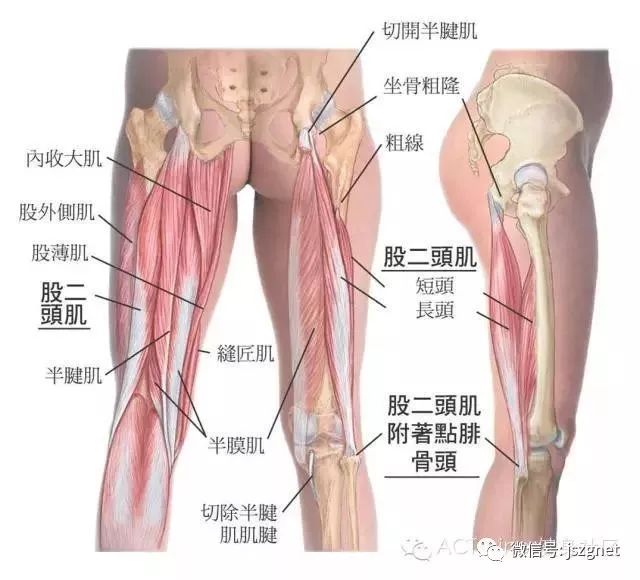 专业扫盲贴二之核心肌群主要肌肉篇