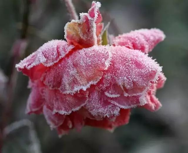 美丽的雪中花