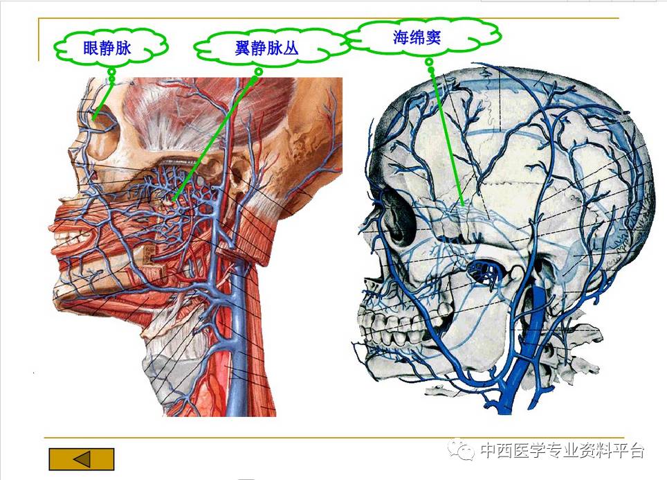 【整外干货】头面部解剖