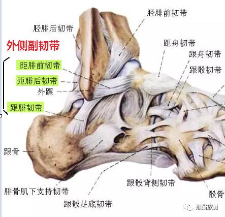 距腓后韧带 posterior talofibular ligament:起自外踝后部的外踝窝