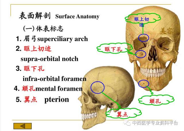 【整外干货】头面部解剖