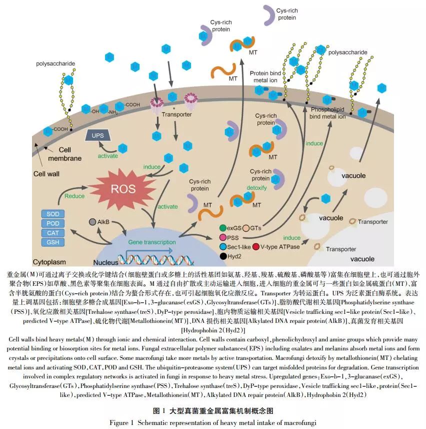 大型真菌重金属富集能力与机制研究进展