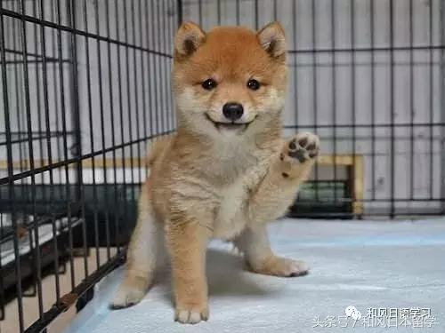 品种柴犬是从绳文时代就跟人类一起生活的日本犬首先是豆柴咖啡厅豆柴